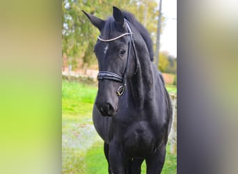 KWPN, Giumenta, 3 Anni, 172 cm, Morello