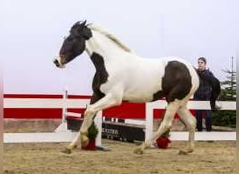 KWPN, Giumenta, 3 Anni, 172 cm, Pezzato