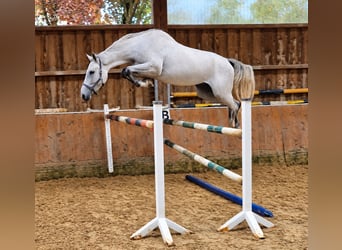 KWPN, Giumenta, 3 Anni, 173 cm, Grigio
