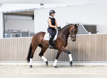 KWPN, Giumenta, 3 Anni, 175 cm, Baio