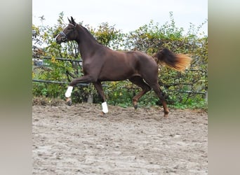 KWPN, Giumenta, 3 Anni, 175 cm, Sauro scuro