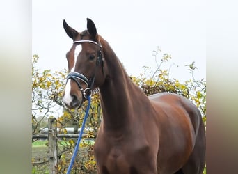 KWPN, Giumenta, 3 Anni, 175 cm, Sauro scuro
