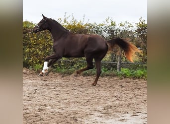 KWPN, Giumenta, 3 Anni, 175 cm, Sauro scuro