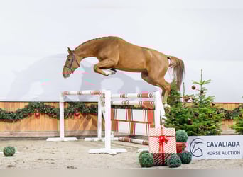 KWPN, Giumenta, 3 Anni, Sauro