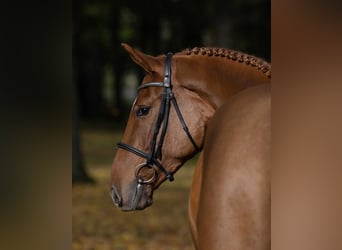 KWPN, Giumenta, 3 Anni, Sauro