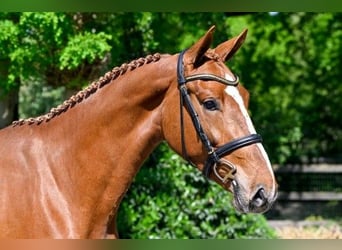 KWPN, Giumenta, 3 Anni, Sauro scuro