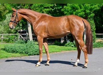 KWPN, Giumenta, 3 Anni, Sauro scuro