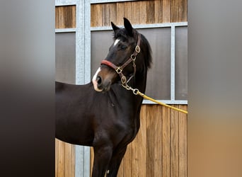 KWPN, Giumenta, 4 Anni, 161 cm, Morello