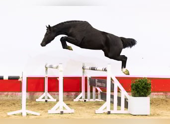 KWPN, Giumenta, 4 Anni, 161 cm, Morello