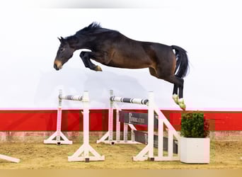 KWPN, Giumenta, 4 Anni, 162 cm, Baio scuro