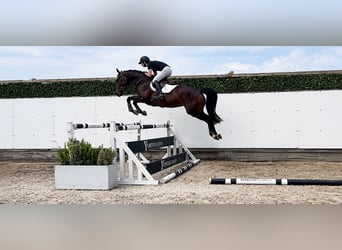 KWPN, Giumenta, 4 Anni, 162 cm, Baio scuro