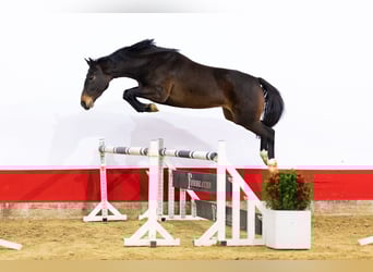 KWPN, Giumenta, 4 Anni, 162 cm, Baio scuro