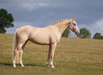 KWPN, Giumenta, 4 Anni, 162 cm, Palomino