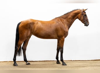 KWPN, Giumenta, 4 Anni, 163 cm, Baio