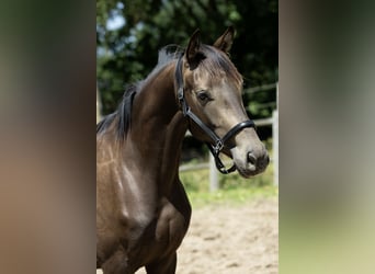 KWPN, Giumenta, 4 Anni, 163 cm, Pelle di daino