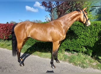 KWPN, Giumenta, 4 Anni, 164 cm, Baio