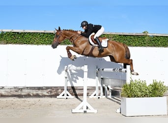 KWPN, Giumenta, 4 Anni, 164 cm, Baio chiaro
