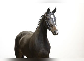 KWPN, Giumenta, 4 Anni, 164 cm, Morello