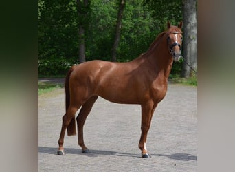 KWPN, Giumenta, 4 Anni, 164 cm, Sauro scuro