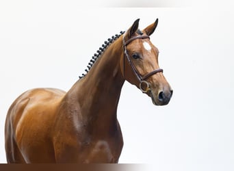 KWPN, Giumenta, 4 Anni, 165 cm, Baio