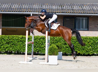 KWPN, Giumenta, 4 Anni, 165 cm, Baio