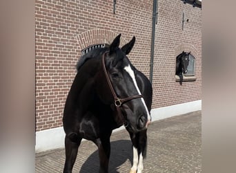 KWPN, Giumenta, 4 Anni, 165 cm, Baio nero