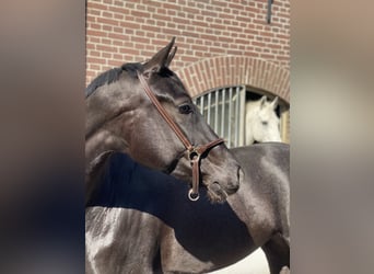 KWPN, Giumenta, 4 Anni, 165 cm, Baio nero