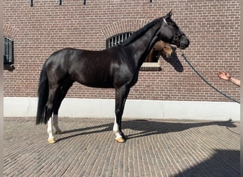 KWPN, Giumenta, 4 Anni, 165 cm, Baio nero
