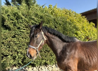 KWPN, Giumenta, 4 Anni, 165 cm