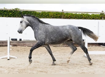 KWPN, Giumenta, 4 Anni, 165 cm, Grigio