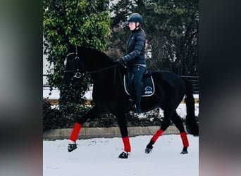 KWPN, Giumenta, 4 Anni, 165 cm, Morello