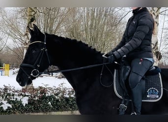 KWPN, Giumenta, 4 Anni, 165 cm, Morello