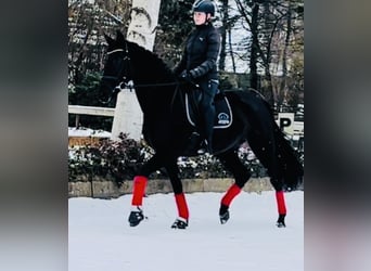 KWPN, Giumenta, 4 Anni, 165 cm, Morello