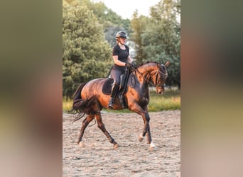 KWPN, Giumenta, 4 Anni, 166 cm, Baio