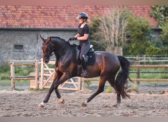 KWPN, Giumenta, 4 Anni, 166 cm, Baio