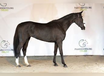 KWPN, Giumenta, 4 Anni, 166 cm, Baio scuro