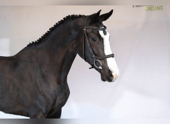 KWPN, Giumenta, 4 Anni, 166 cm, Baio scuro