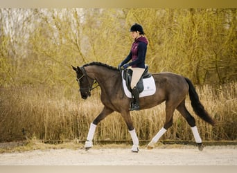 KWPN, Giumenta, 4 Anni, 166 cm, Morello