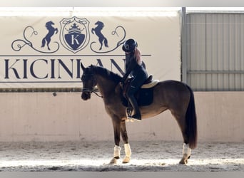 KWPN, Giumenta, 4 Anni, 166 cm, Morello