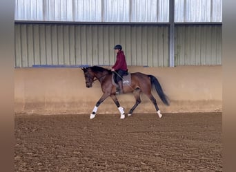 KWPN, Giumenta, 4 Anni, 167 cm, Baio