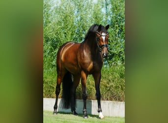 KWPN, Giumenta, 4 Anni, 167 cm, Baio scuro