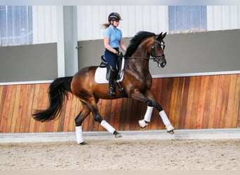 KWPN, Giumenta, 4 Anni, 167 cm, Baio scuro