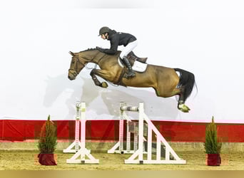 KWPN, Giumenta, 4 Anni, 167 cm, Baio scuro