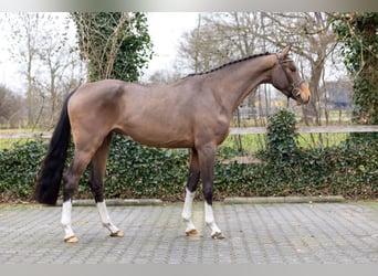 KWPN, Giumenta, 4 Anni, 167 cm