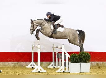 KWPN, Giumenta, 4 Anni, 167 cm