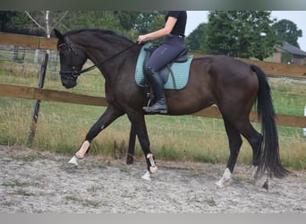 KWPN, Giumenta, 4 Anni, 167 cm, Morello