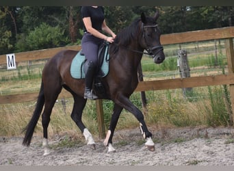 KWPN, Giumenta, 4 Anni, 167 cm, Morello