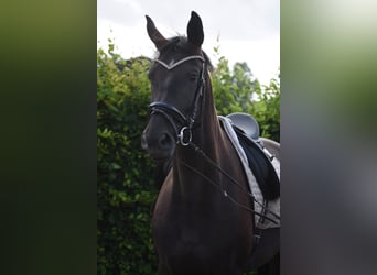 KWPN, Giumenta, 4 Anni, 167 cm, Morello