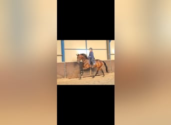 KWPN, Giumenta, 4 Anni, 168 cm, Baio