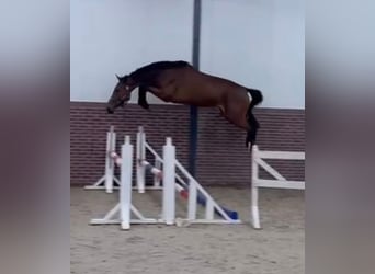 KWPN, Giumenta, 4 Anni, 168 cm, Baio